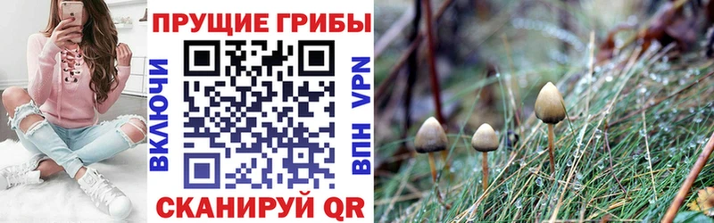 где купить   Приволжский  Галлюциногенные грибы Psilocybe 